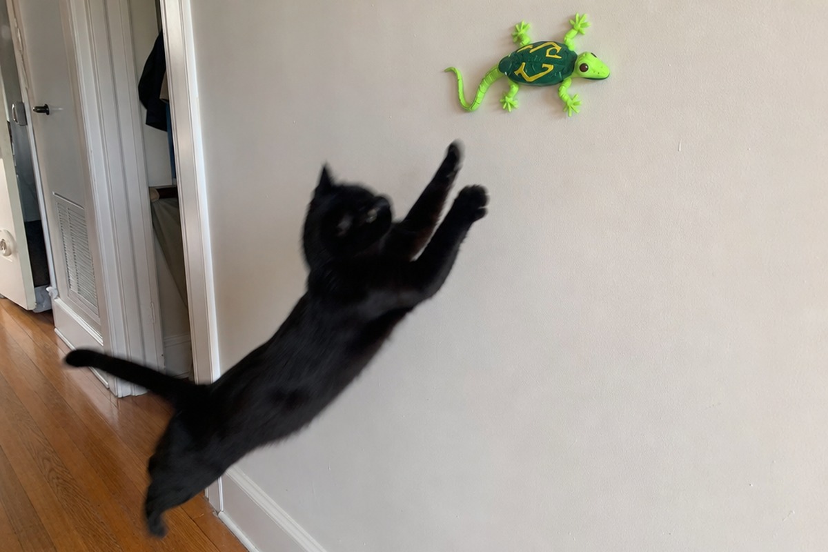 A black cat leaping at a gecko toy climbing a pale wall