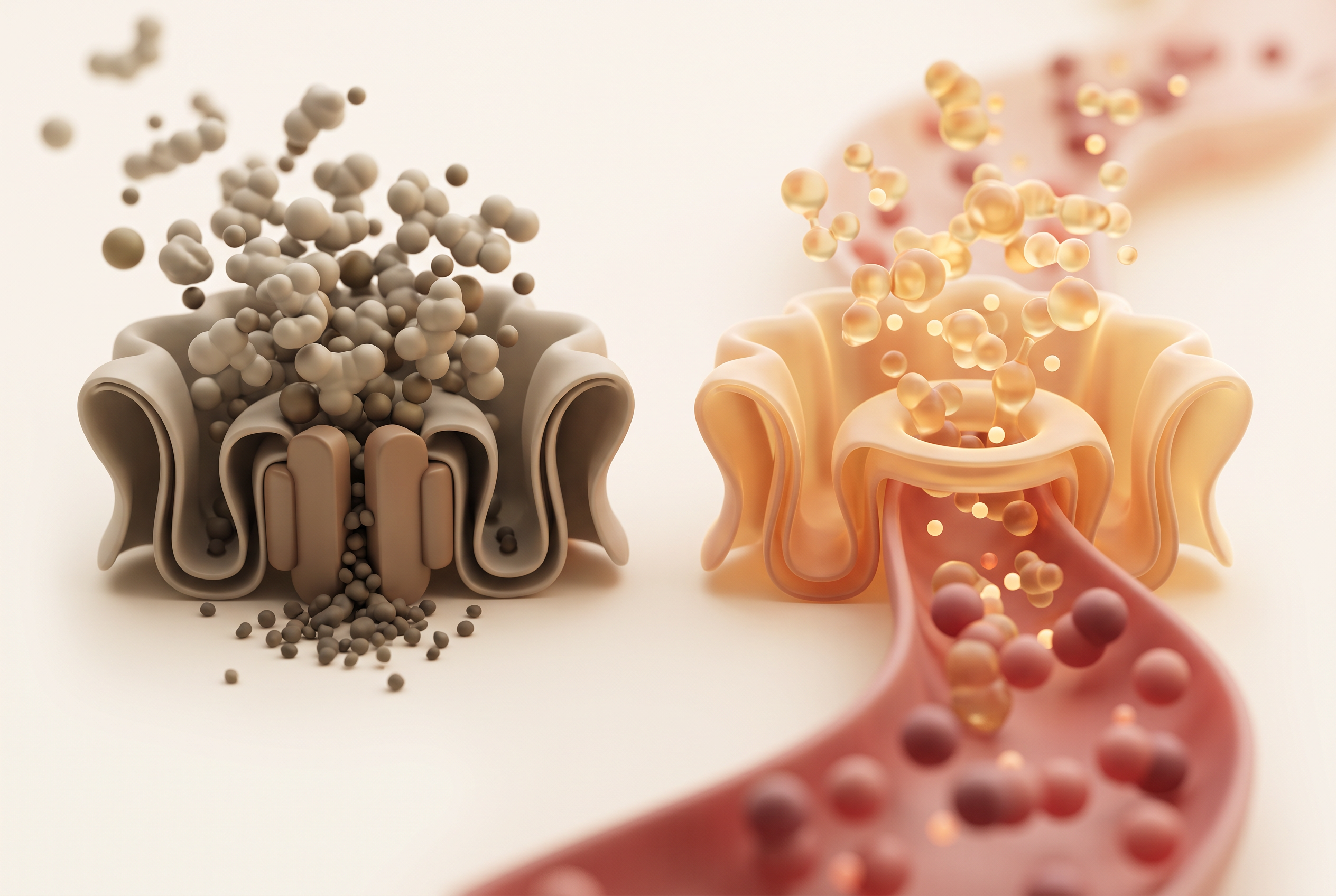 Two pathways through the intestinal wall, one stalling at a closed gate and one passing straight into the bloodstream